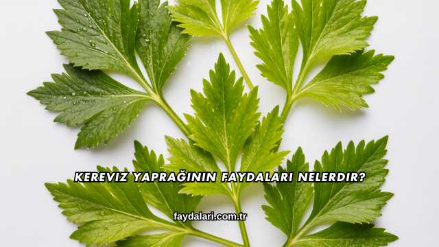 Kereviz Yaprağının Faydaları Nelerdir?
