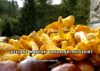 Kestane Mantarı Faydaları Nelerdir?