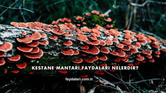 Kestane Mantarı Faydaları Nelerdir?