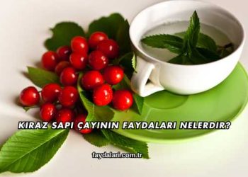 Kiraz Sapı Çayının Faydaları Nelerdir?