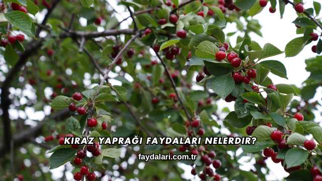 Kiraz Yaprağı Faydaları Nelerdir?