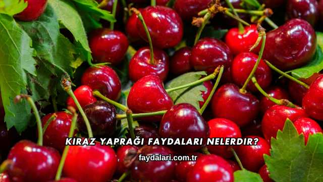 Kiraz Yaprağı Faydaları Nelerdir?