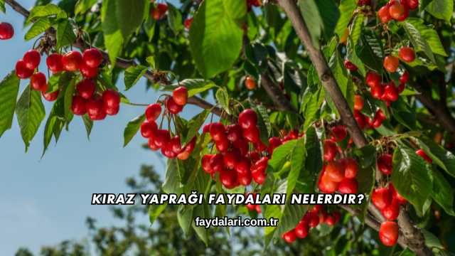 Kiraz Yaprağı Faydaları Nelerdir?
