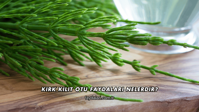 Kırk Kilit Otu Faydaları Nelerdir?