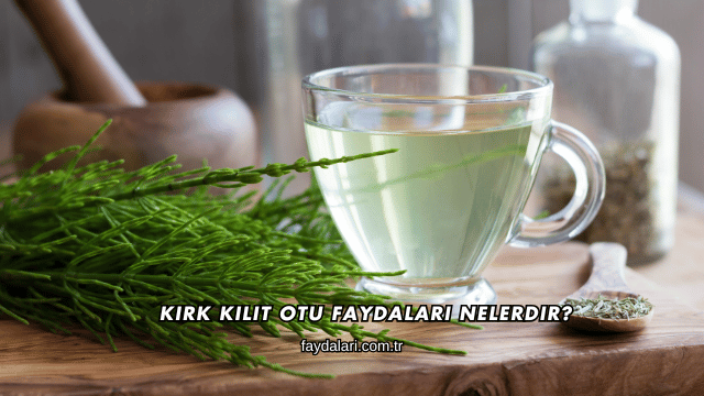 Kırk Kilit Otu Faydaları Nelerdir?