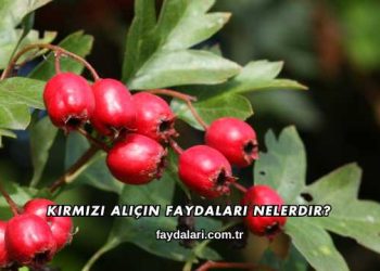 Kırmızı Alıçın Faydaları Nelerdir?