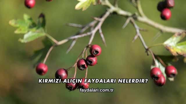 Kırmızı Alıçın Faydaları Nelerdir?