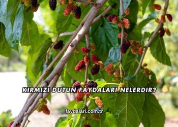 Kırmızı Dutun Faydaları Nelerdir?