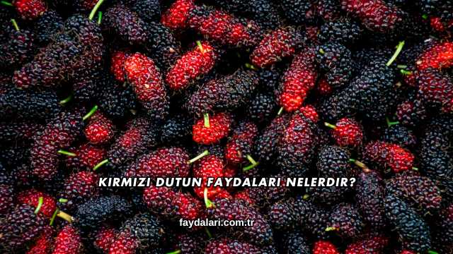 Kırmızı Dutun Faydaları Nelerdir?