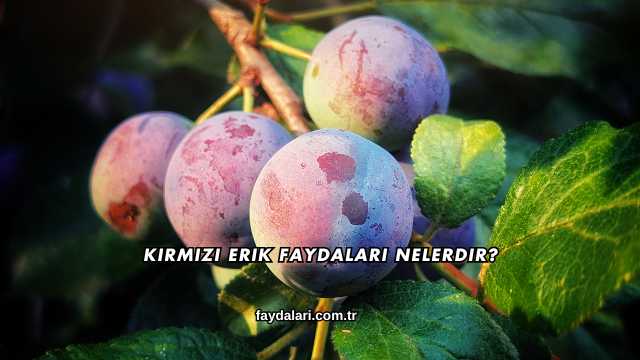 Kırmızı Erik Faydaları Nelerdir?