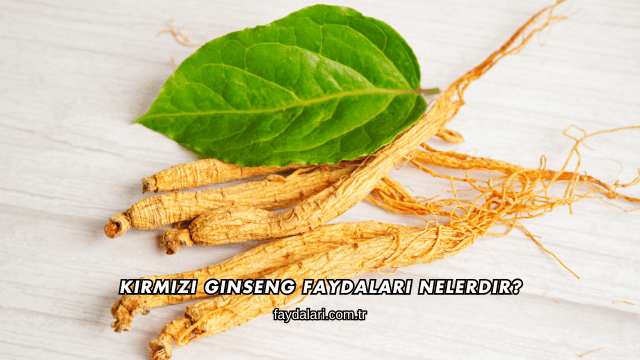 Kırmızı Ginseng Faydaları Nelerdir?