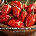 Kırmızı Kapya Biber Faydaları Nelerdir?