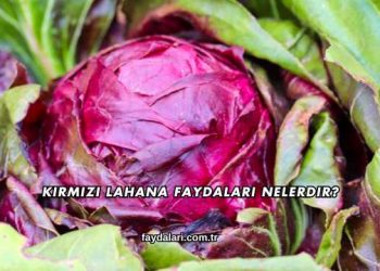 Kırmızı Lahana Faydaları Nelerdir?
