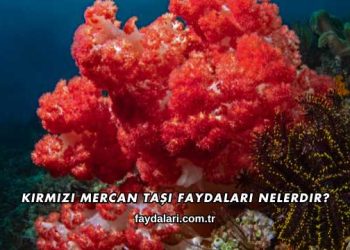 Kırmızı Mercan Taşı Faydaları Nelerdir?