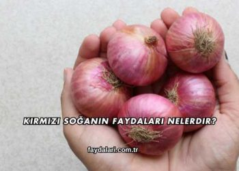 Kırmızı Soğanın Faydaları Nelerdir?