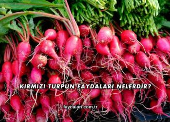 Kırmızı Turpun Faydaları Nelerdir?