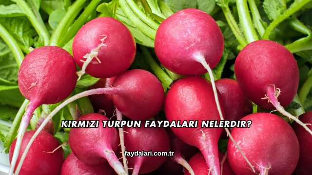 Kırmızı Turpun Faydaları Nelerdir?