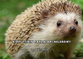 Kirpi Etinin Faydaları Nelerdir?