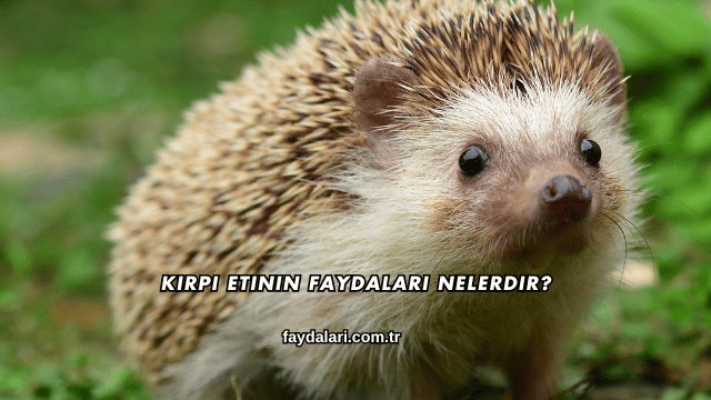 Kirpi Etinin Faydaları Nelerdir?