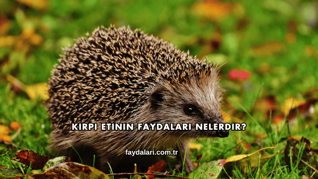 Kirpi Etinin Faydaları Nelerdir?