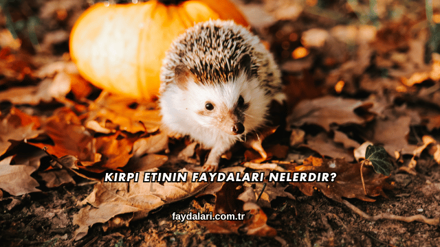 Kirpi Etinin Faydaları Nelerdir?