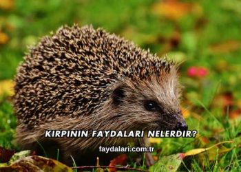 Kirpinin Faydaları Nelerdir?