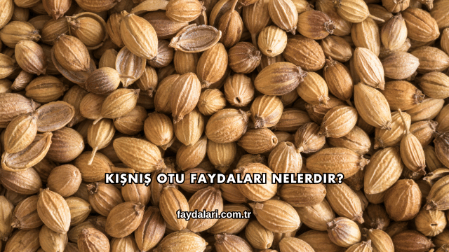 Kişniş Otu Faydaları Nelerdir?