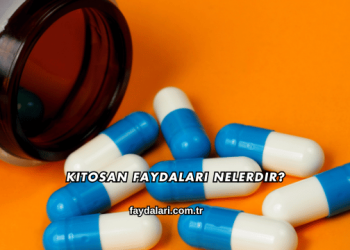 Kitosan Faydaları Nelerdir?
