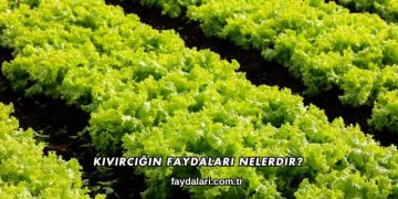 Kıvırcığın Faydaları Nelerdir?