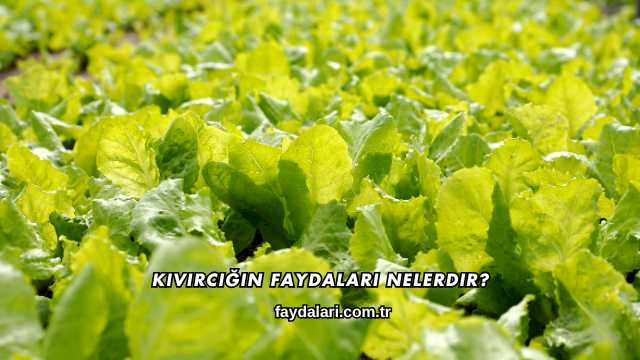 Kıvırcığın Faydaları Nelerdir?