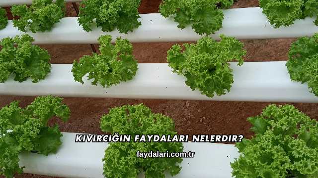 Kıvırcığın Faydaları Nelerdir?
