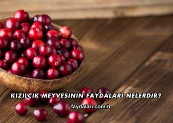 Kızılcık Meyvesinin Faydaları Nelerdir