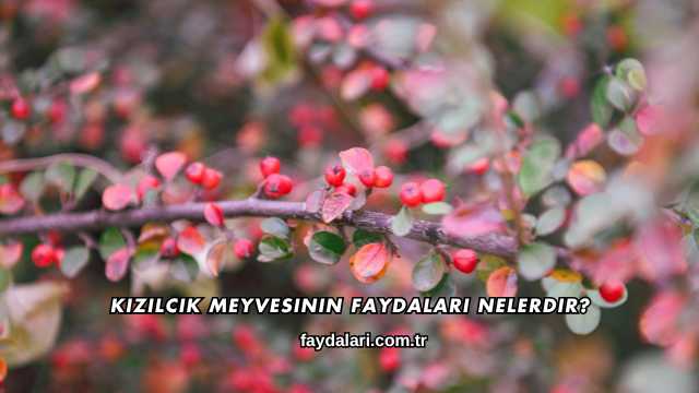 Kızılcık Meyvesinin Faydaları Nelerdir