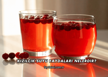 Kızılcık Suyu Faydaları Nelerdir?