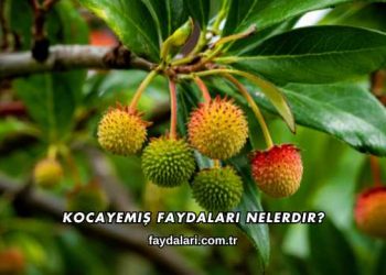 Kocayemiş Faydaları Nelerdir?