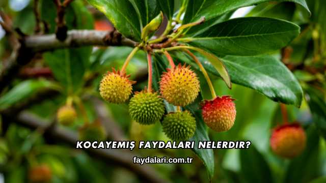 Kocayemiş Faydaları Nelerdir?