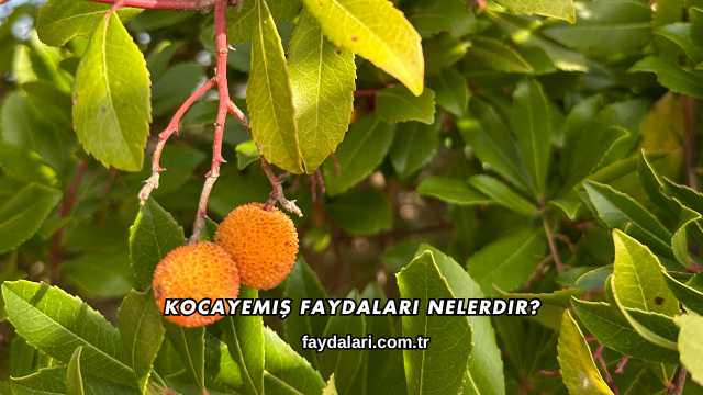 Kocayemiş Faydaları Nelerdir?