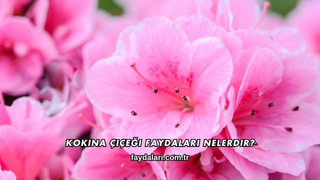 Kokina Çiçeği Faydaları Nelerdir?