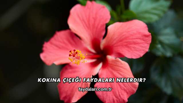 Kokina Çiçeği Faydaları Nelerdir?