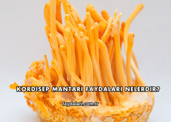 Kordisep Mantarı Faydaları Nelerdir?