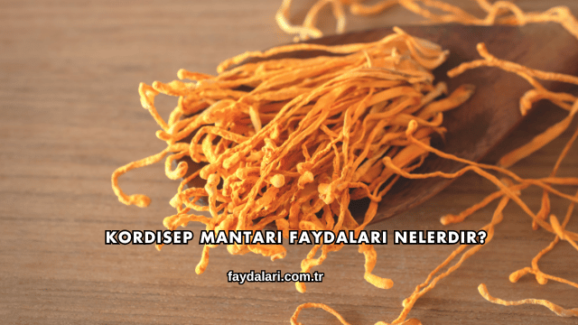Kordisep Mantarı Faydaları Nelerdir?