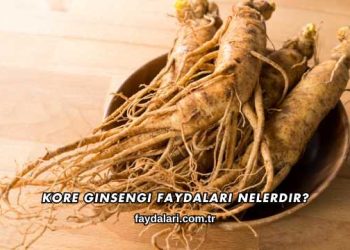 Kore Ginsengi Faydaları Nelerdir?