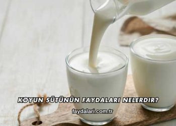 Koyun Sütünün Faydaları Nelerdir?