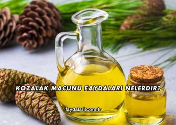 Kozalak Macunu Faydaları Nelerdir?