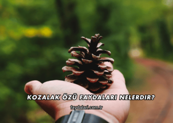Kozalak Özü Faydaları Nelerdir?