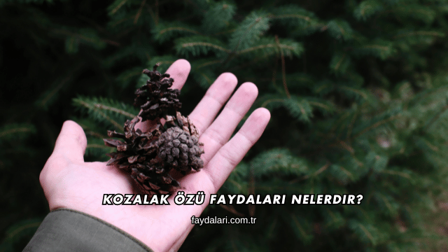 Kozalak Özü Faydaları Nelerdir?