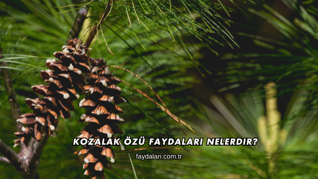 Kozalak Özü Faydaları Nelerdir?