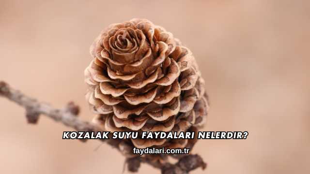 Kozalak Suyu Faydaları Nelerdir?