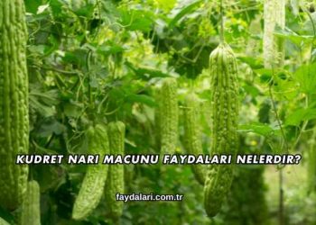 Kudret Narı Macunu Faydaları Nelerdir?