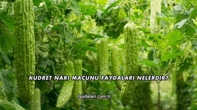 Kudret Narı Macunu Faydaları Nelerdir?